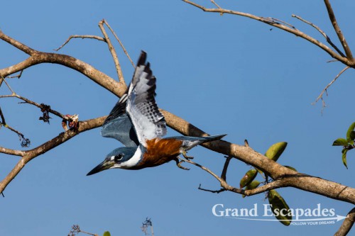 Ringed Kingfisher, Porto Jofre, Northern Pantanal, Brazil