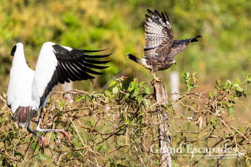 Wook Stork & Snail Kite, Porto Jofre, Northern Pantanal, Brazil