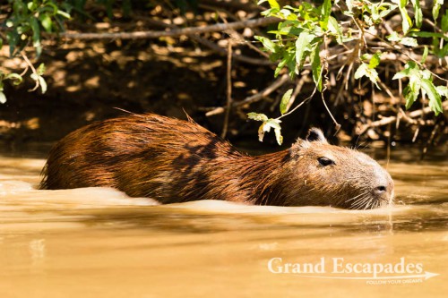 Capybara, Porto Jofre, Northern Pantanal, Brazil