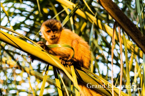 Brown Capucine Monkey, Porto Jofre, Northern Pantanal, Brazil