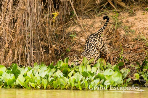Jaguar, Porto Jofre, Northern Pantanal, Brazil