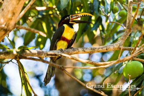 Chestnut-Eared Aracari, Porto Jofre, Northern Pantanal, Brazil
