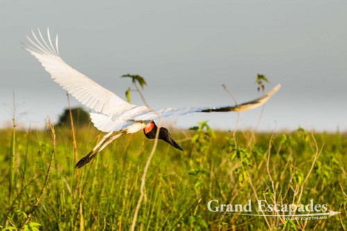 Jabiru Stork, Porto Jofre, Northern Pantanal, Brazil