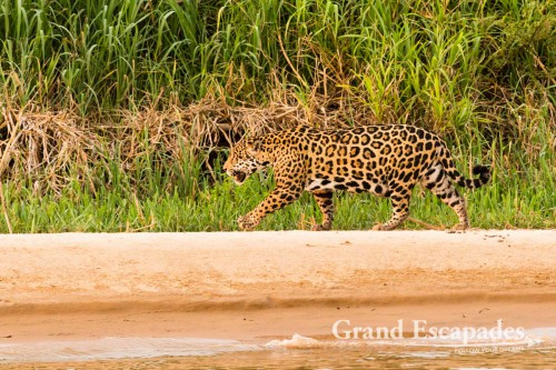 Jaguar, Porto Jofre, Northern Pantanal, Brazil
