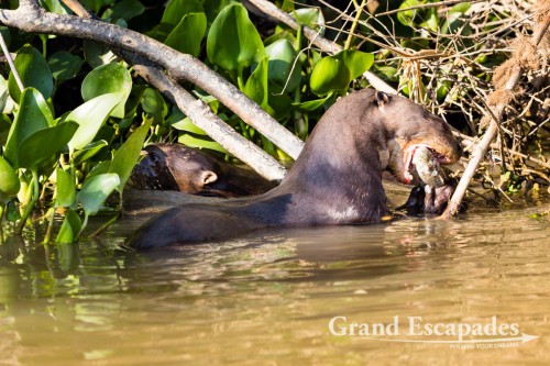 Giant River Otter, Porto Jofre, Northern Pantanal, Brazil