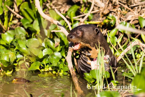 Giant River Otter, Porto Jofre, Northern Pantanal, Brazil