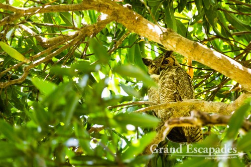 Great Horned Owl (Bubo Virginianus), also known as Tiger Owl, Porto Jofre, Northern Pantanal, Brazil