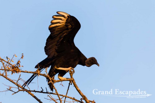 Black Vulture, Porto Jofre, Northern Pantanal, Brazil