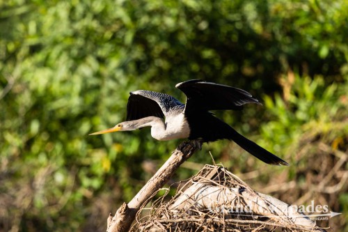 Snake Bird, Porto Jofre, Northern Pantanal, Brazil