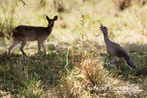 Red Brocket Deer & Red Legged Seriema, Porto Jofre, Northern Pantanal, Brazil