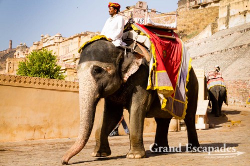 Elephants carrying tourists up to Amber Fort in the morning, near Jaipur, the Pink City, Rajasthan, India