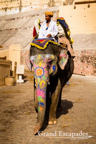 Elephants carrying tourists up to Amber Fort in the morning, near Jaipur, the Pink City, Rajasthan, India