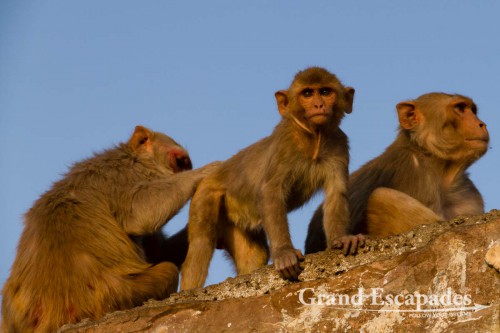 Rhesus Macaque (Macaca Mulatta), also called the Rhesus Monkey at Galtaji, better known as Galwar Bagh, the Monkey Temple, situated among Green Hravalies Hills, Jaipur, Rajasthan, India