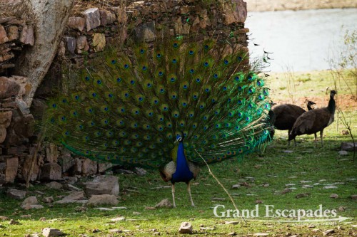 Indian peafowl or Blue peafowl (Pavo Cristatus), Ranthambore National Park, Rajasthan, India