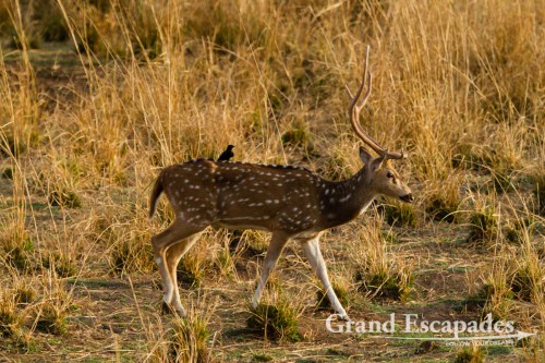 Chital or Cheetal (Axis Axis), Ranthambore National Park, Rajasthan, India