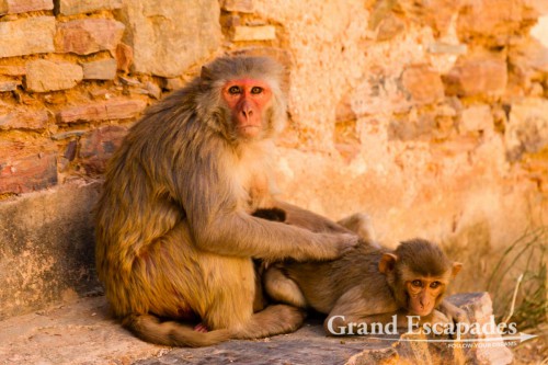 Rhesus Macaque (Macaca Mulatta), also called the Rhesus Monkey at Bundi Palace, Bundi, Rajasthan, India