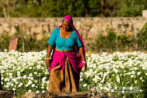 Woman working in the fields, near Pushkar, Rajasthan, India