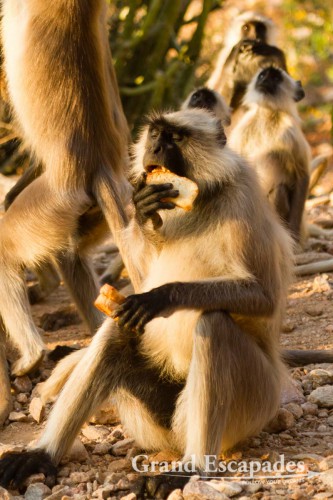 Common Langur or Hanuman Monkey (Semnopithecus Entellus) around Pushkar, Rajasthan, India