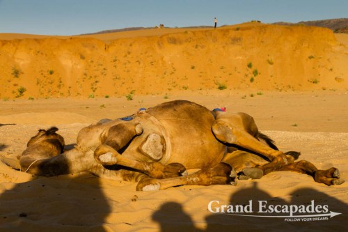 Camel Safari around Pushkar, Rajasthan, India
