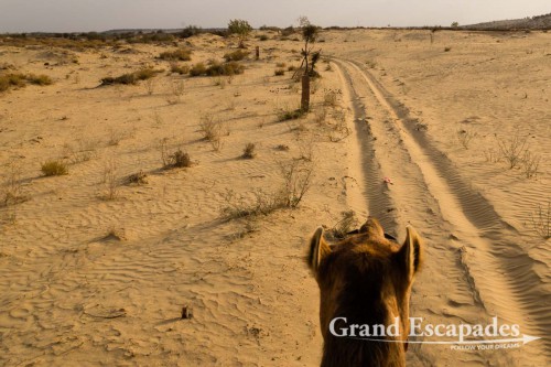 Camel Ride near Jaisalmer, Thar Desert, Rajasthan, India