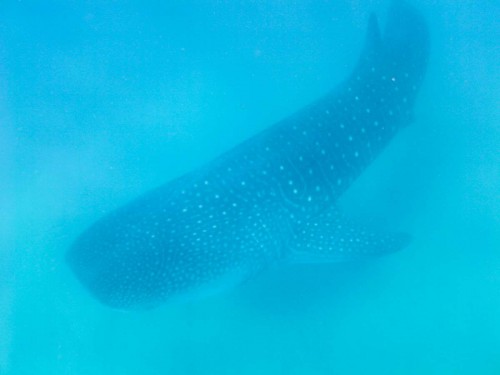 Snorkeling with whale sharks, the ultimate experience - Picture by Jason Risley