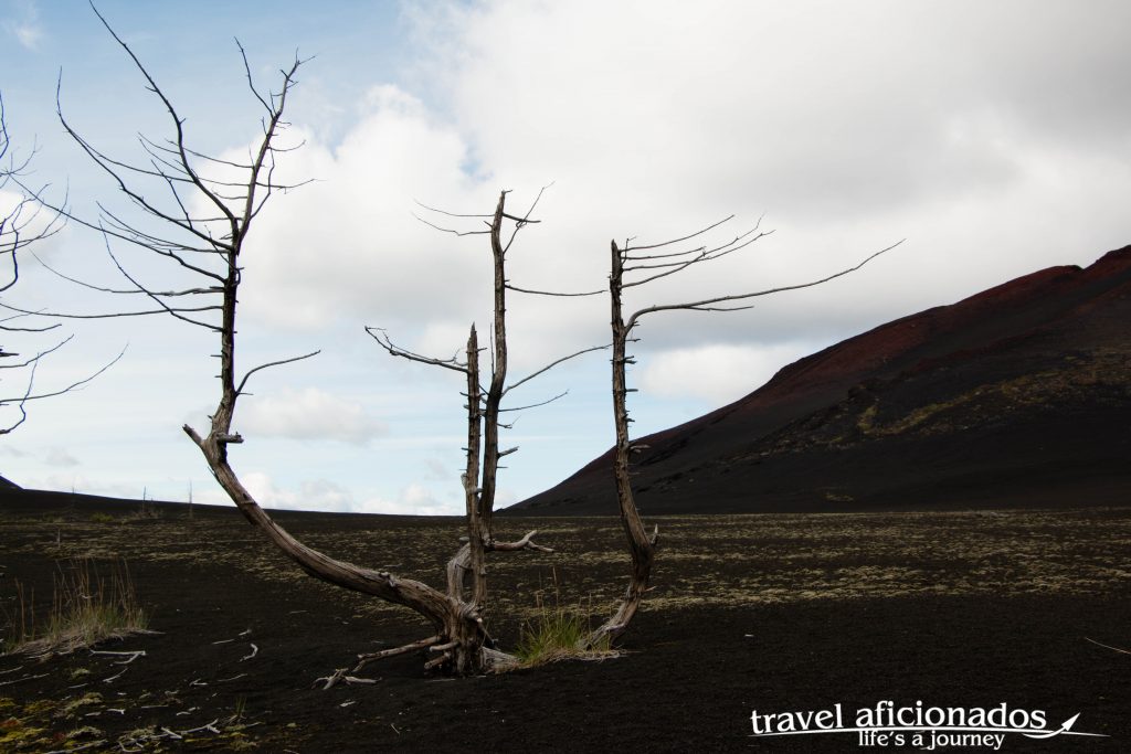 Dead Forest, after the eruption, meters of volcanic sand covered everything, what you see are the tops of the trees